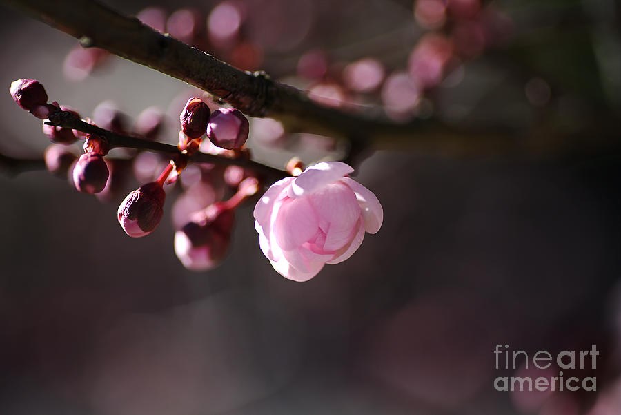 Spring Pink Blossom Photograph by Joy Watson