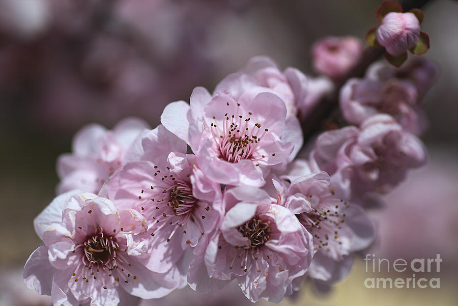 Spring Pink Blossom Makes You Sing Photograph by Joy Watson