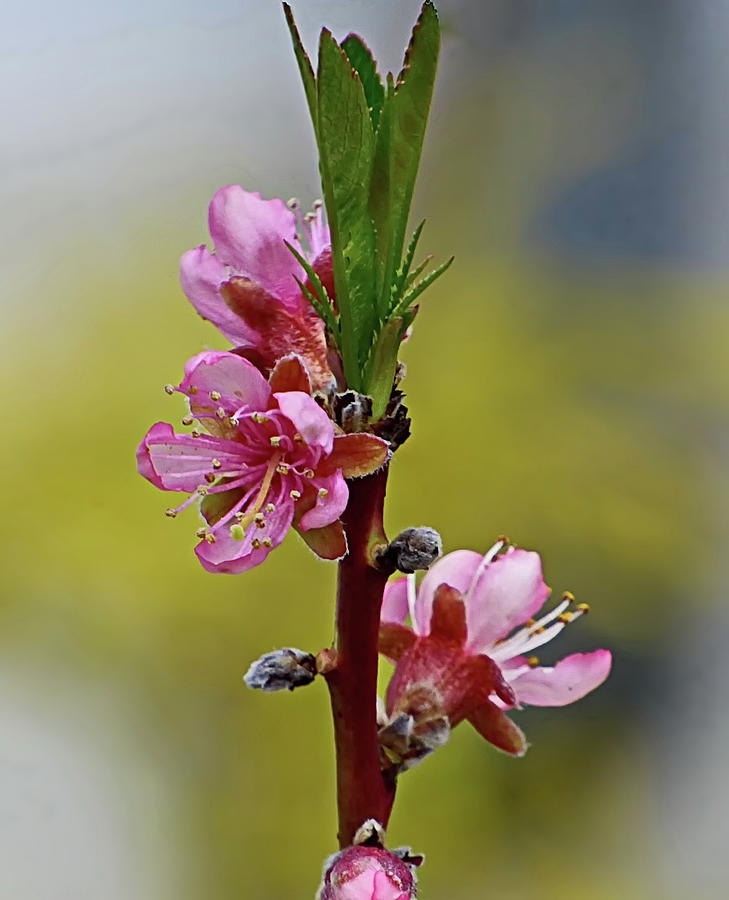 Spring Pink Blossom with Blur Background Photograph by Lyuba Filatova