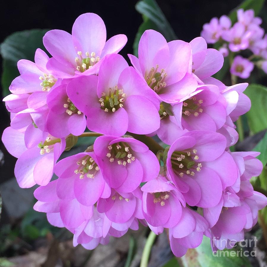 Spring Pink Flowers Square Photograph by Carol Groenen