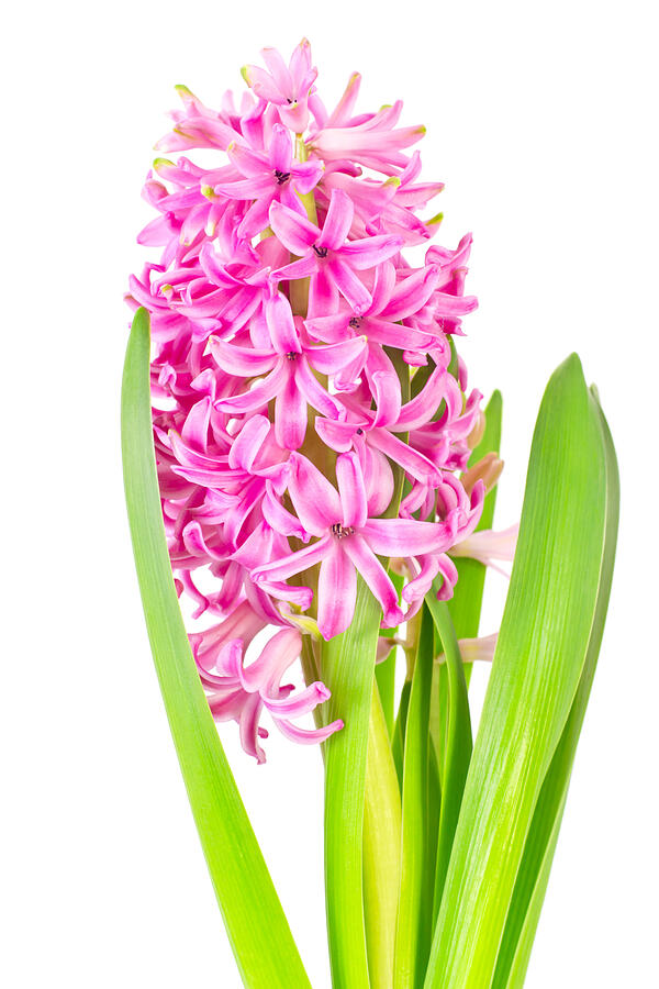 Spring pink hyacinth isolated over white background Photograph by Olegganko