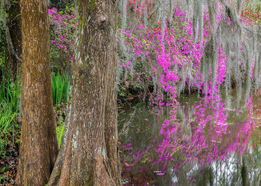 Spring Pink Magnolia Plantation Photograph by Donnie Whitaker