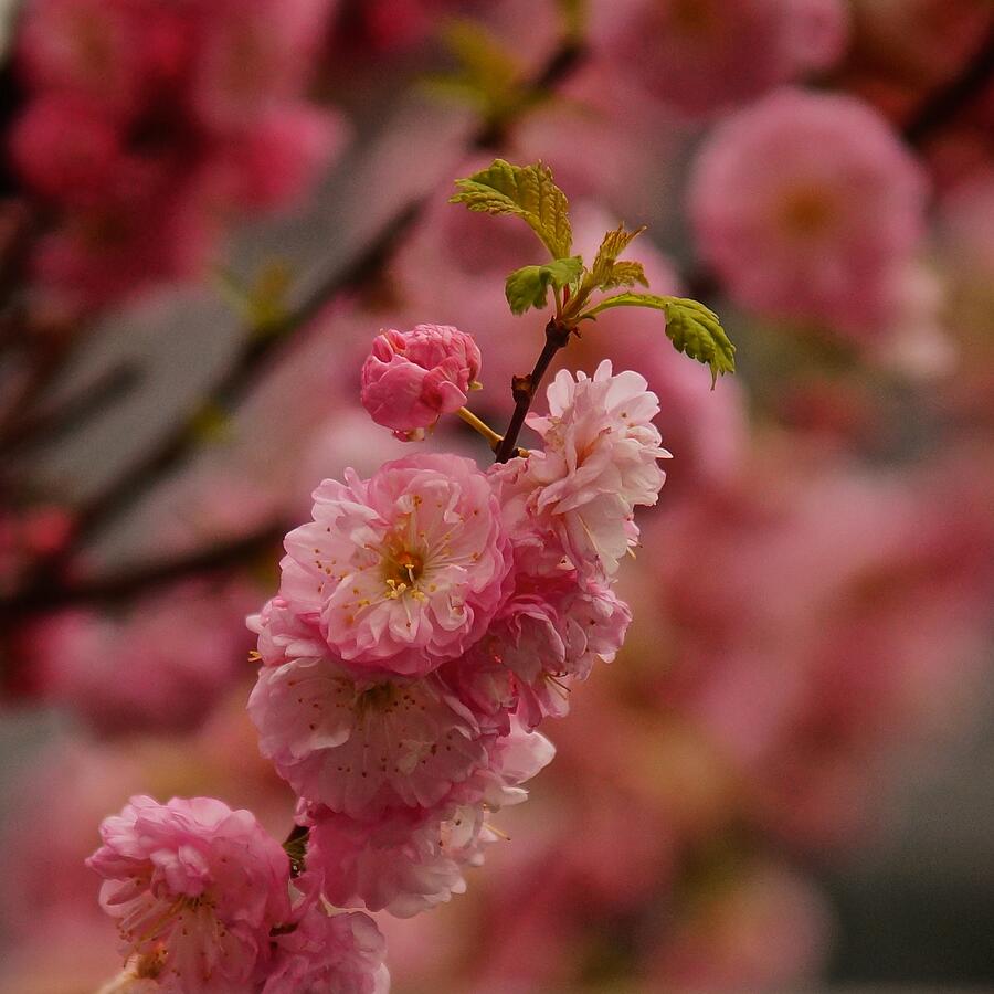 Spring Photograph - Spring Pink by Richard Cummings