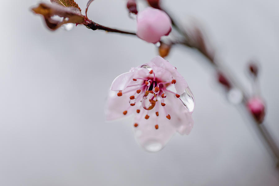 Spring Plum Blossom Photograph by Rachel Morrison
