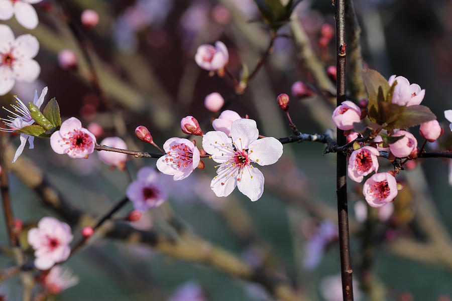 Spring Plum Blossoms Photograph by Rachel Morrison