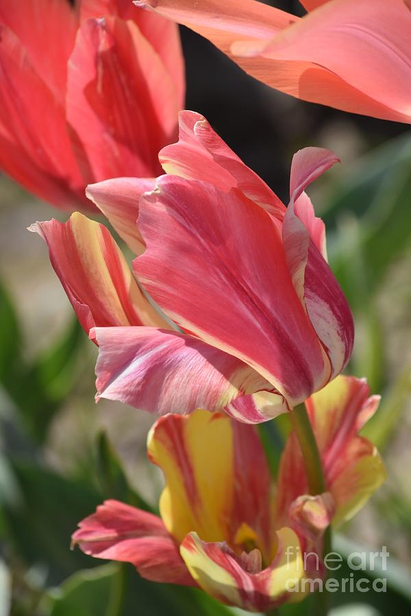 Tulip Photograph - SPRING Poetry by Dorota Nowak