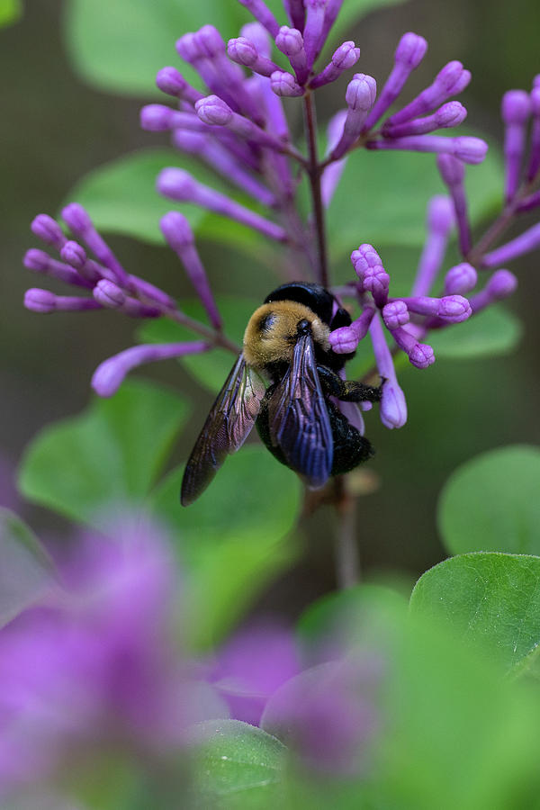 Spring Pollinator gets to Work Photograph by Brooke Bowdren