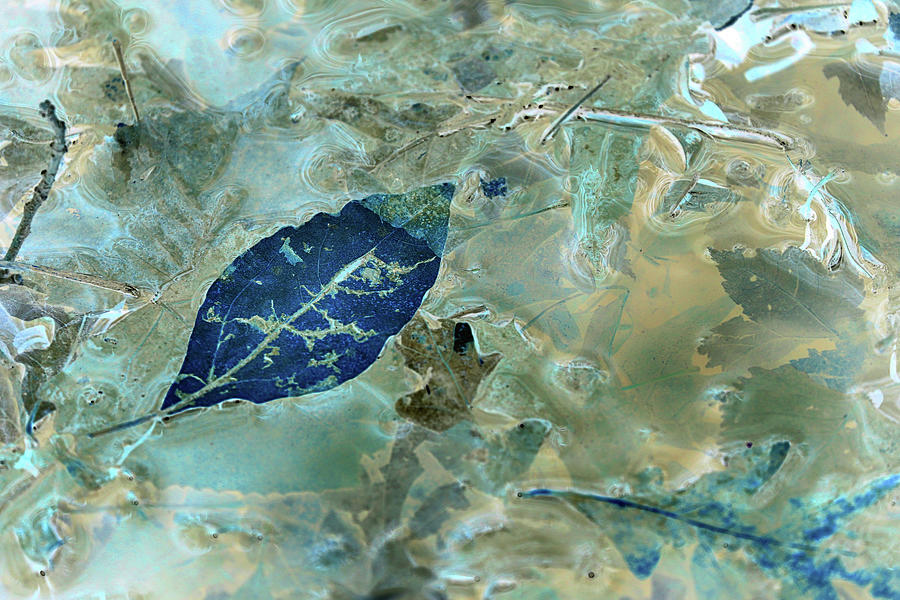 Spring Pond Abstract Blue 103122 Photograph by Mary Bedy