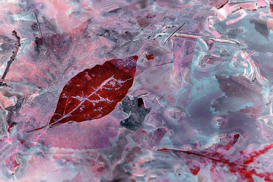 Spring Pond Abstract Red 110122 Photograph by Mary Bedy