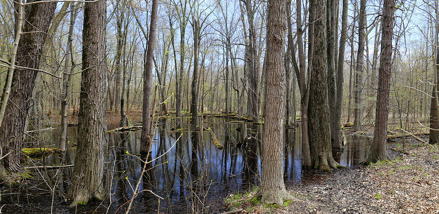 Spring Pond Stony Creek Park 5 Photograph by Mary Bedy - Fine Art America