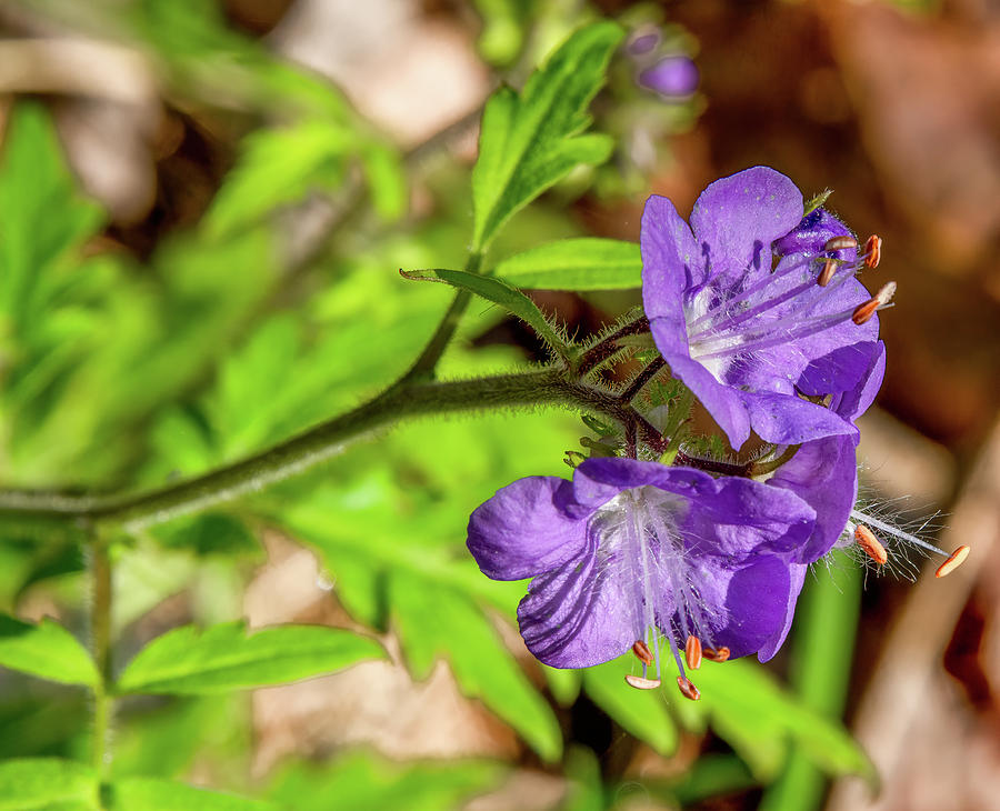 Spring Pop of Purple Photograph by Marcy Wielfaert