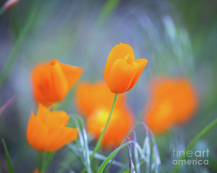 Spring Poppies 10 Photograph by Anthony Michael Bonafede