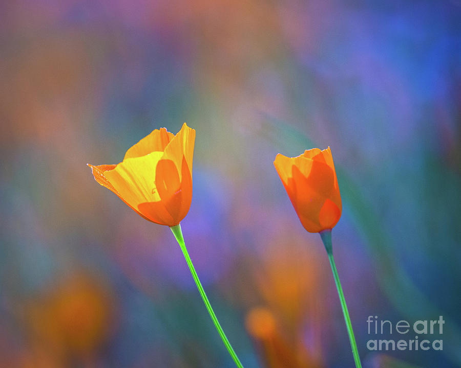 Spring Poppies 6 Photograph by Anthony Michael Bonafede