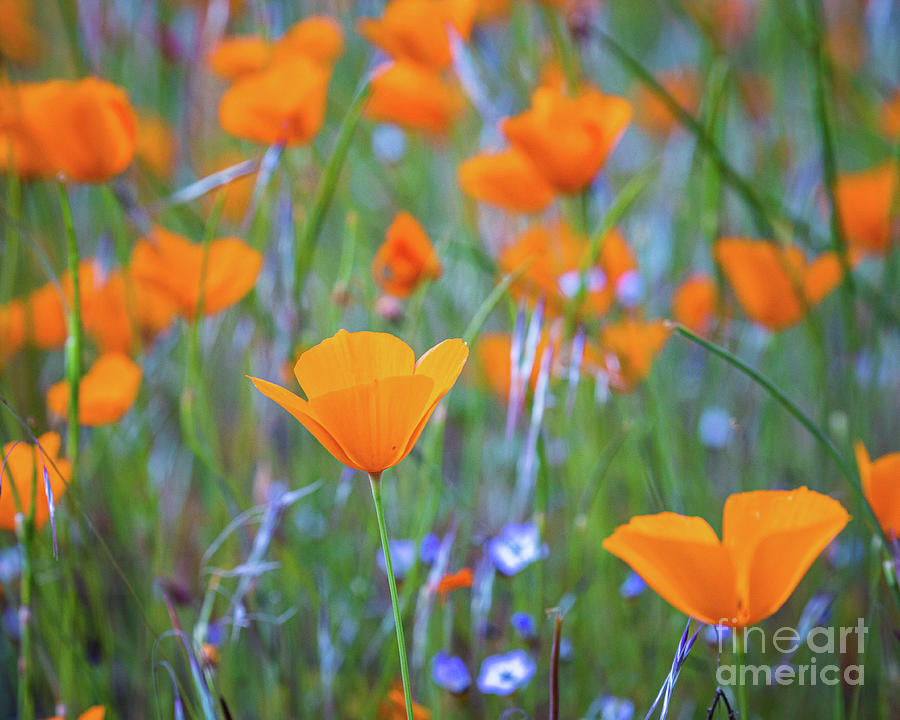 Spring Poppies 8 Photograph by Anthony Michael Bonafede