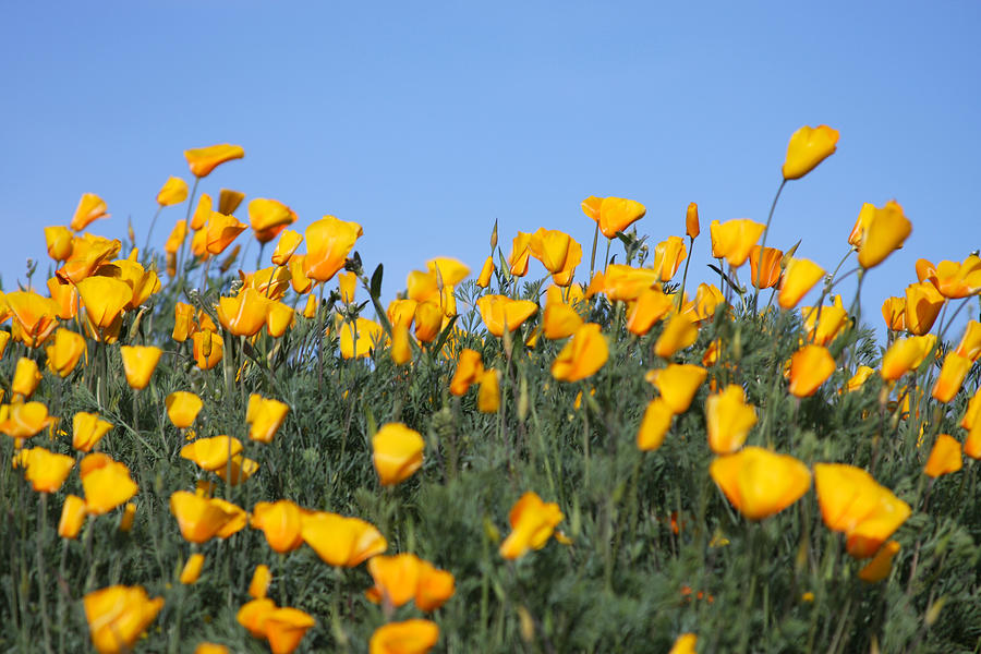 Spring Poppies Photograph