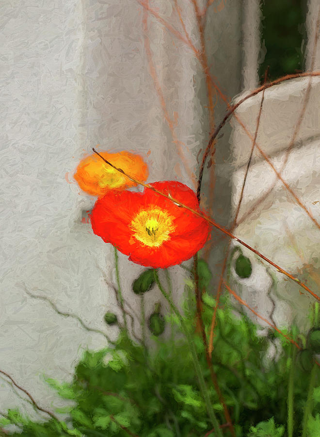 Spring Poppies Photograph by Ginger Stein