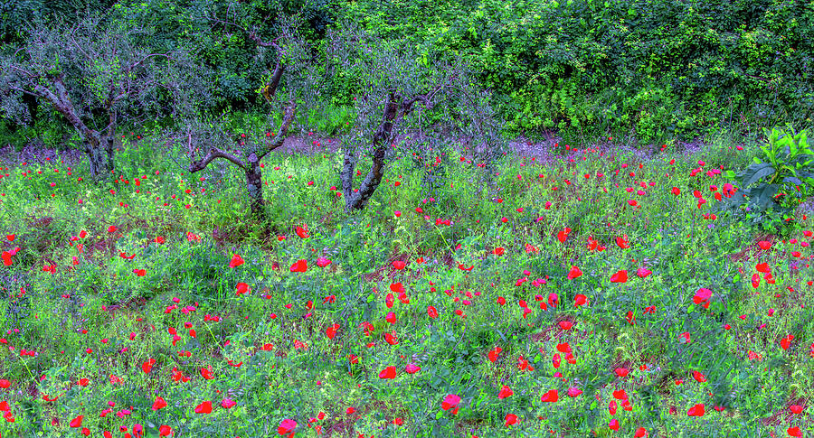 Spring Poppies in Montecatini Alto Photograph by Marcy Wielfaert