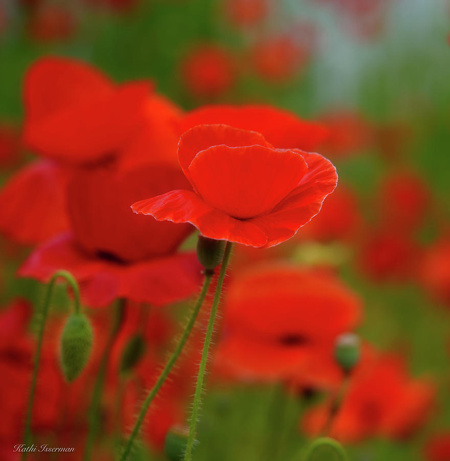 Spring Poppies Photograph by Kathi Isserman