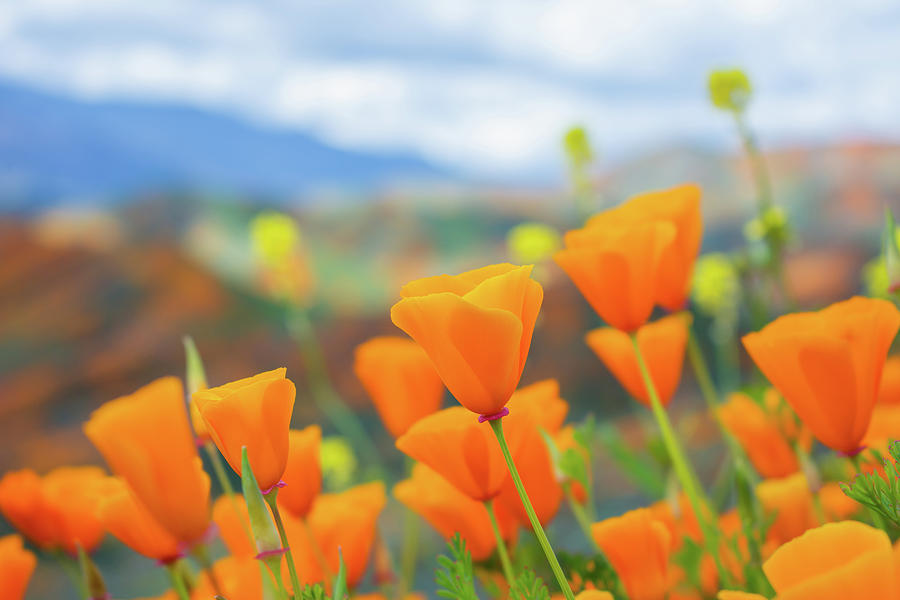 Spring Poppies Walker Canyon Photograph by Kyle Hanson