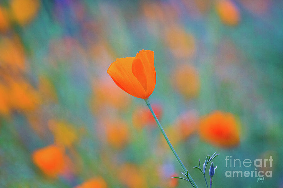 Mountain Photograph - Spring Poppy by Anthony Michael Bonafede