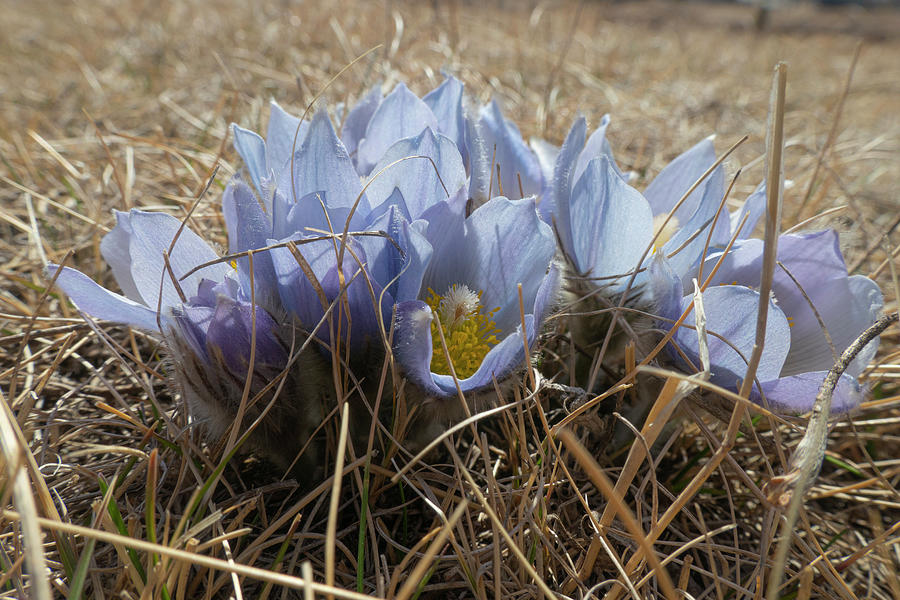 Spring Prairie Crocus Photograph by Karen Rispin