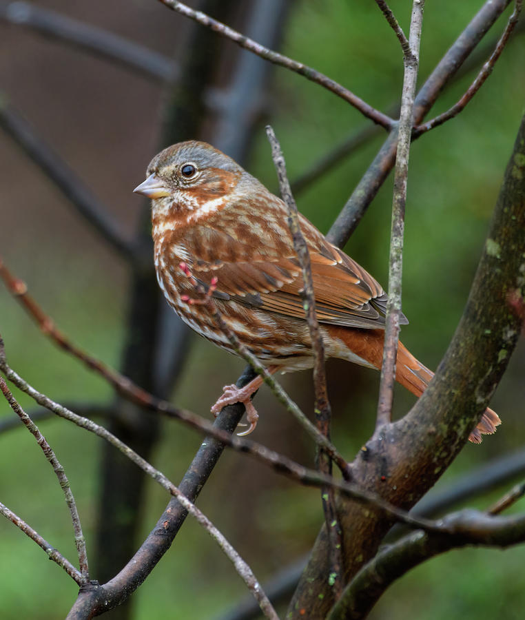 Spring Preview Fox Sparrow Photograph by Lara Ellis