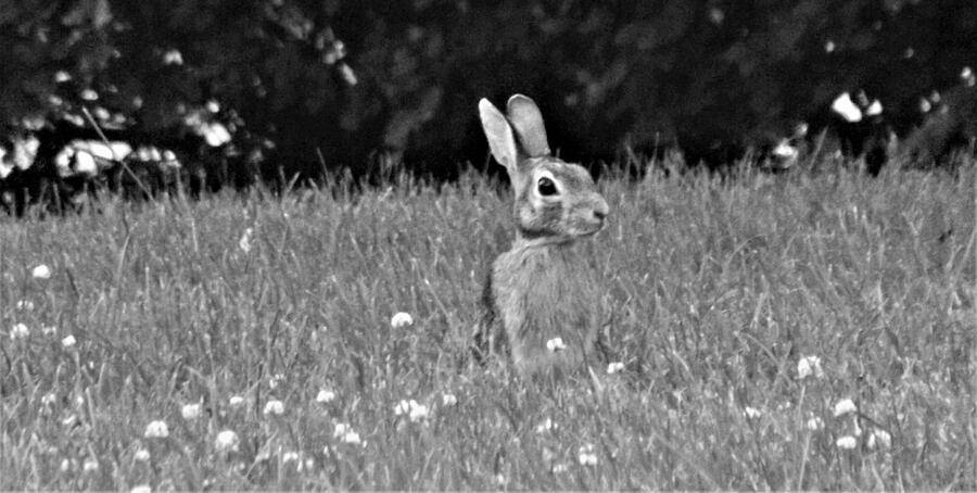 find the rabbit in newspaper in tennessee