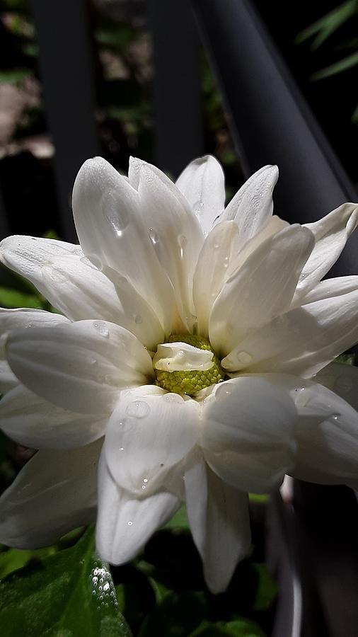 Spring Rain Flower Photograph by CG Abrams