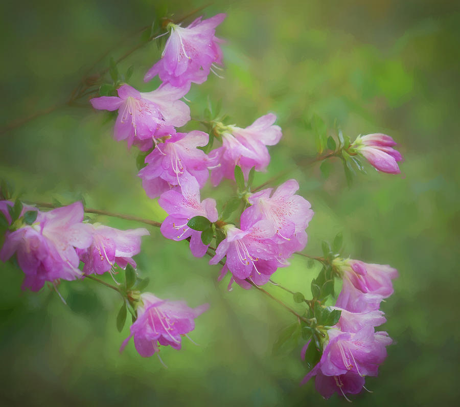 Spring Rain in The Garden Photograph by Sylvia Goldkranz