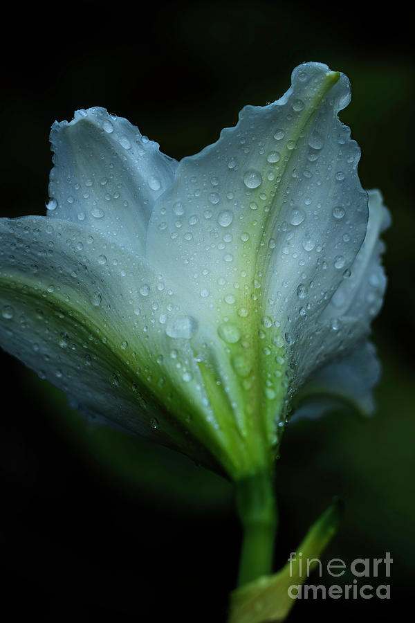 Spring Rain Photograph by Ken Frischkorn