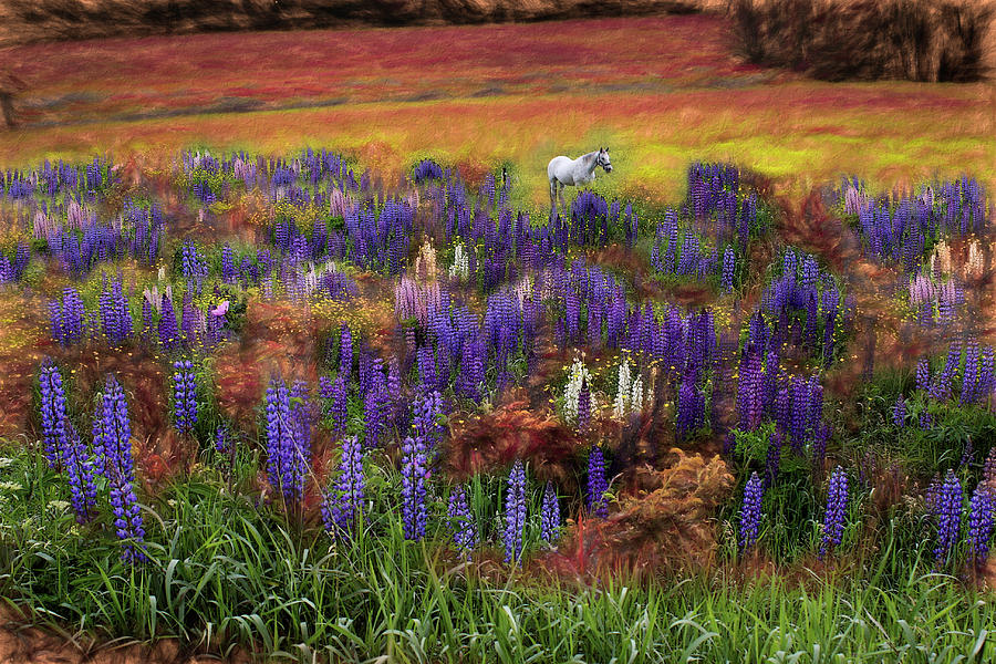 Spring Rainbow of Lupine Photograph by Wayne King