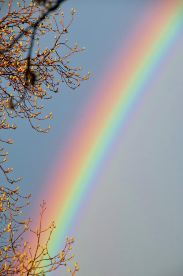 Spring Rainbow Photograph by Steve Stuller