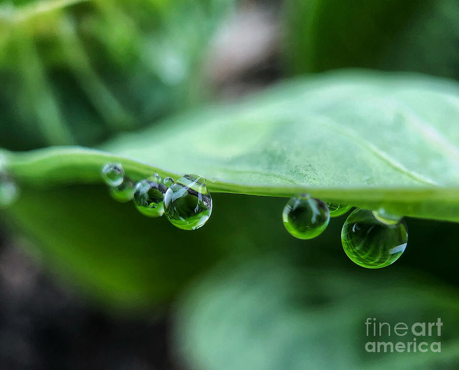 Spring Raindrops Photograph by Diana Rajala
