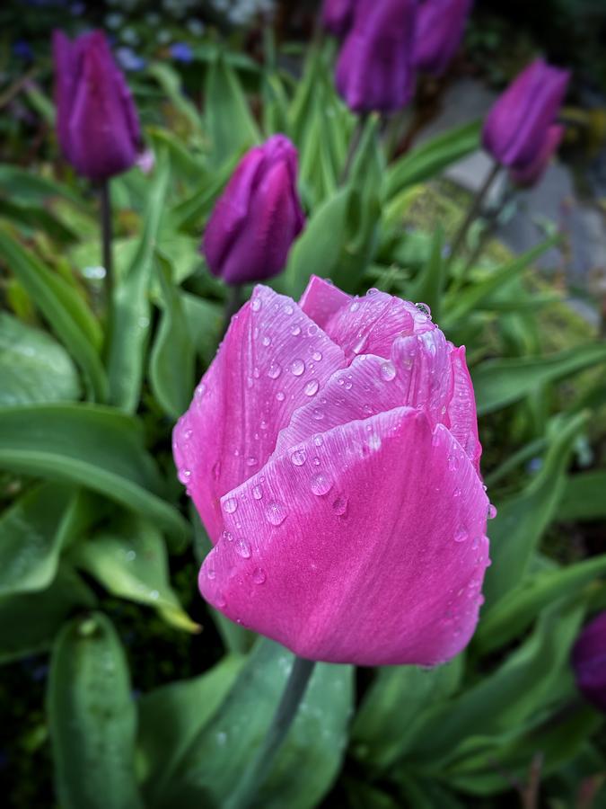 Spring Raindrops on Pink Tulips Photograph by Jerry Abbott