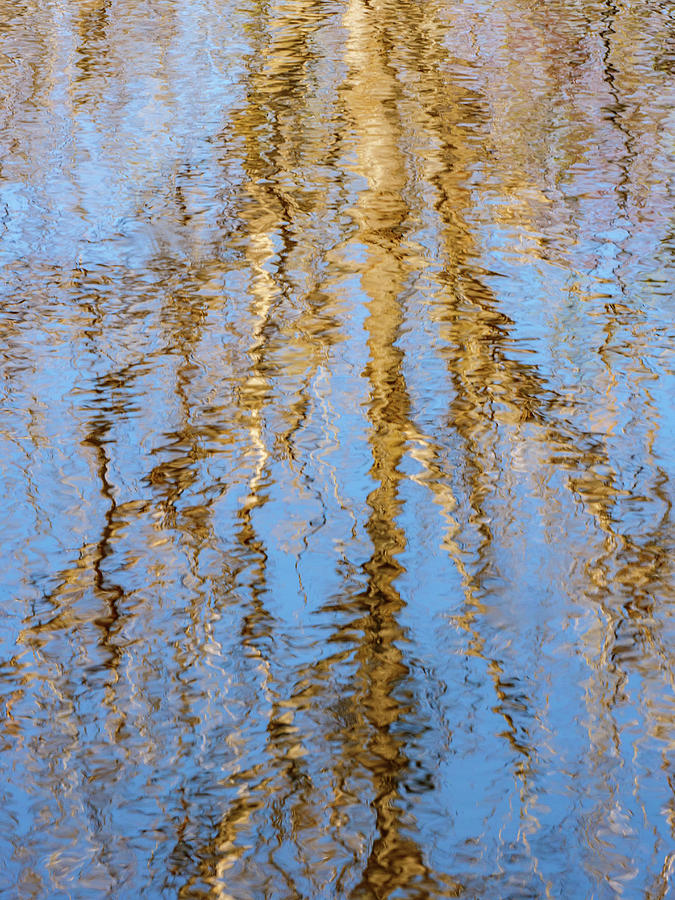 Spring reflection. Leafless tree and blue sky reflecting in wate Photograph by Rob Huntley