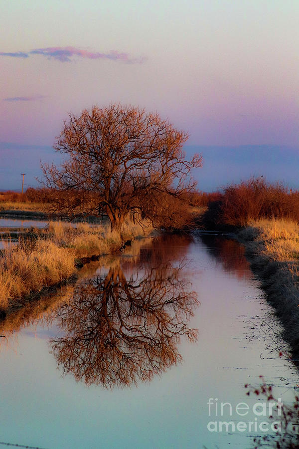 Nature Photograph - Spring reflections at sunset by Marla Steinke