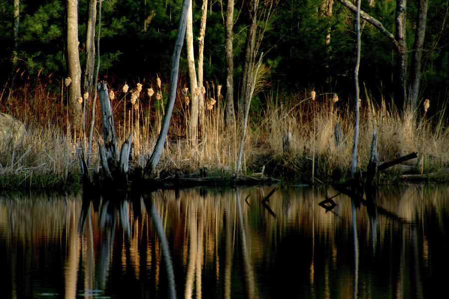 Cattails Photograph - Spring Reflections by Wayne King