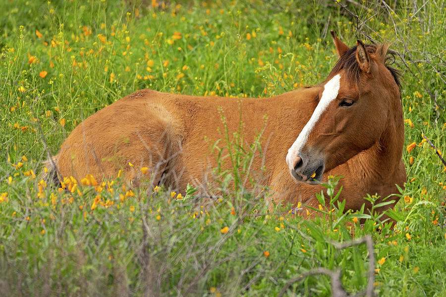 Spring Rest Photograph by Sue Cullumber Fine Art America