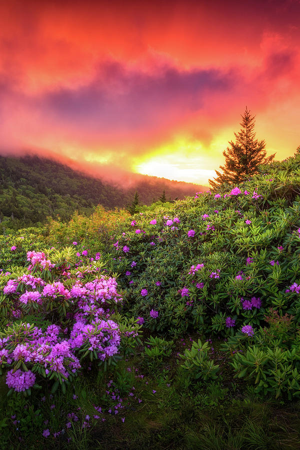 Spring Rhododendron Flowers Sunset Landscape Blue Ridge Mountains Tennessee Appalachian Trail Photograph by Dave Allen