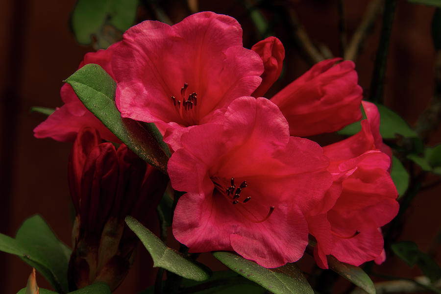 Spring Rhododendron Photograph by Ralph Allen