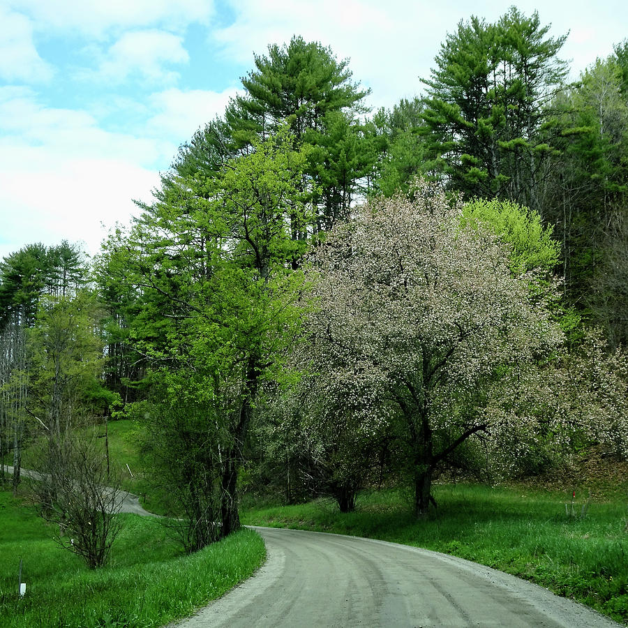 Spring Road Photograph by Catherine Arcolio