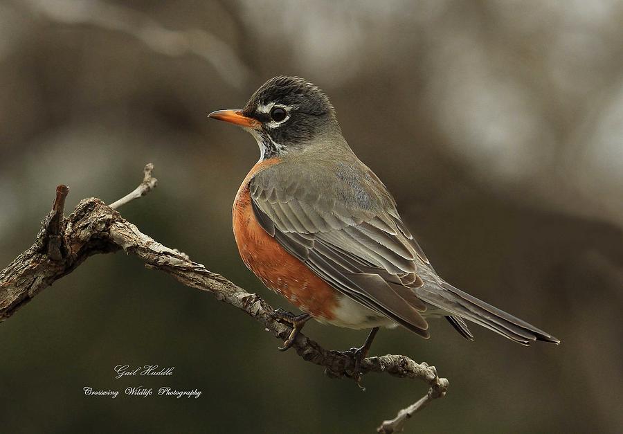 Spring Robin-4 Photograph by Gail Huddle | Fine Art America