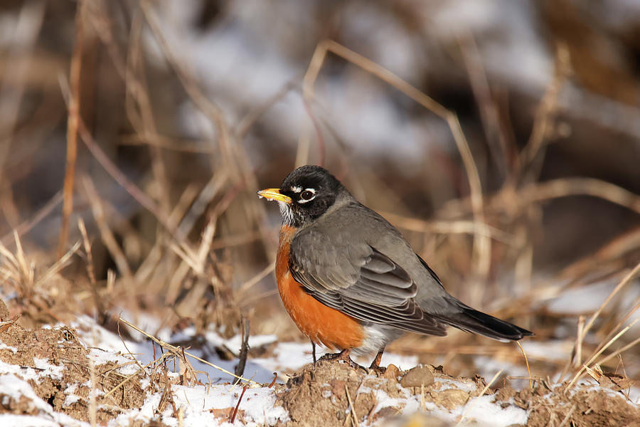 Spring Robin Photograph by Brook Burling