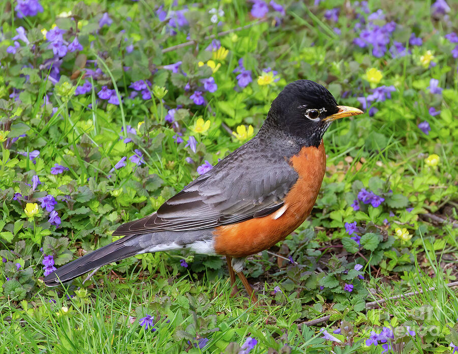American Spring Robin Photograph by Chris Scroggins