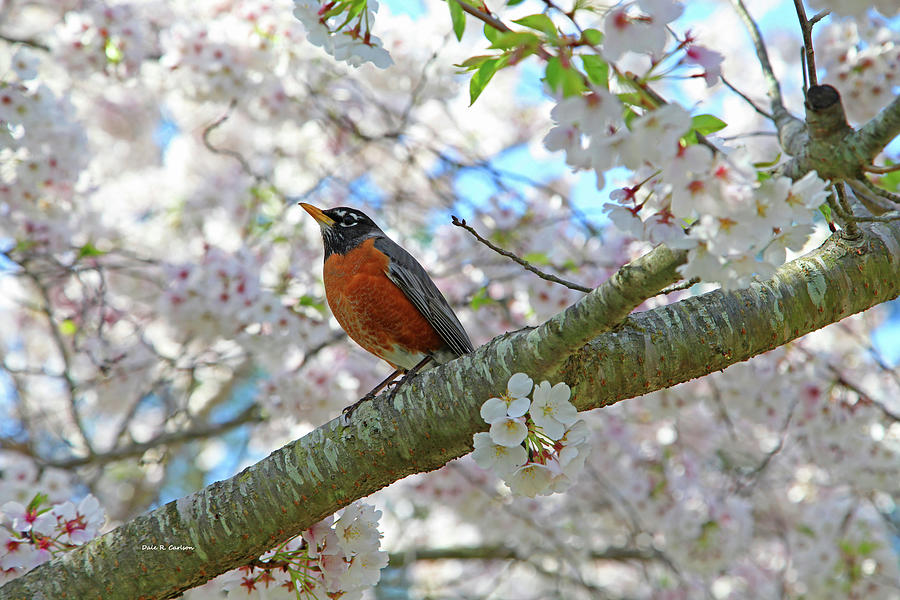 Spring Robin Photograph by Dale R Carlson