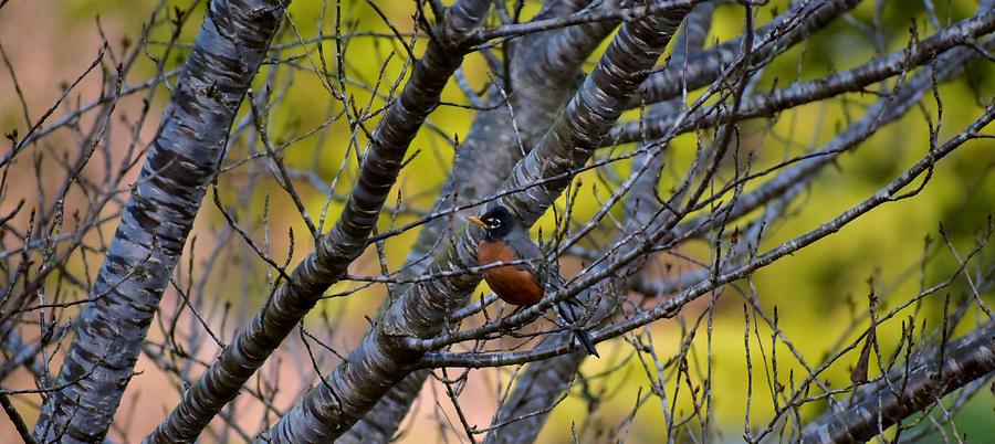 Spring Robin Photograph by Eileen Brymer