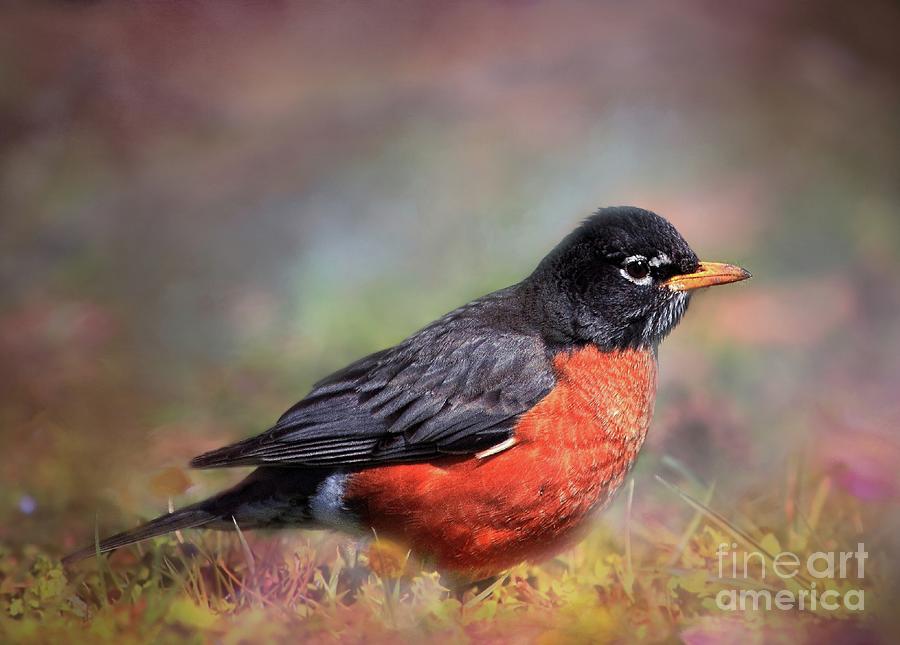 Robin Photograph - Spring Robin by Geraldine DeBoer