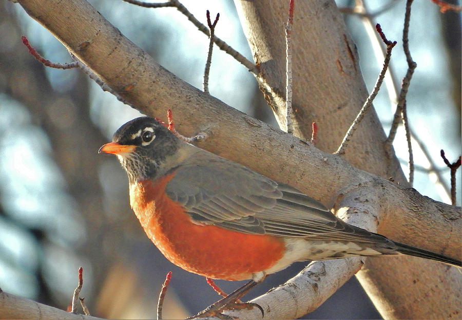 Spring Robin in a Maple Tree Photograph by JenBara | Fine Art America