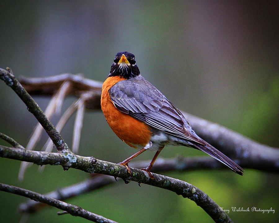 Spring Robin Photograph by Mary Walchuck