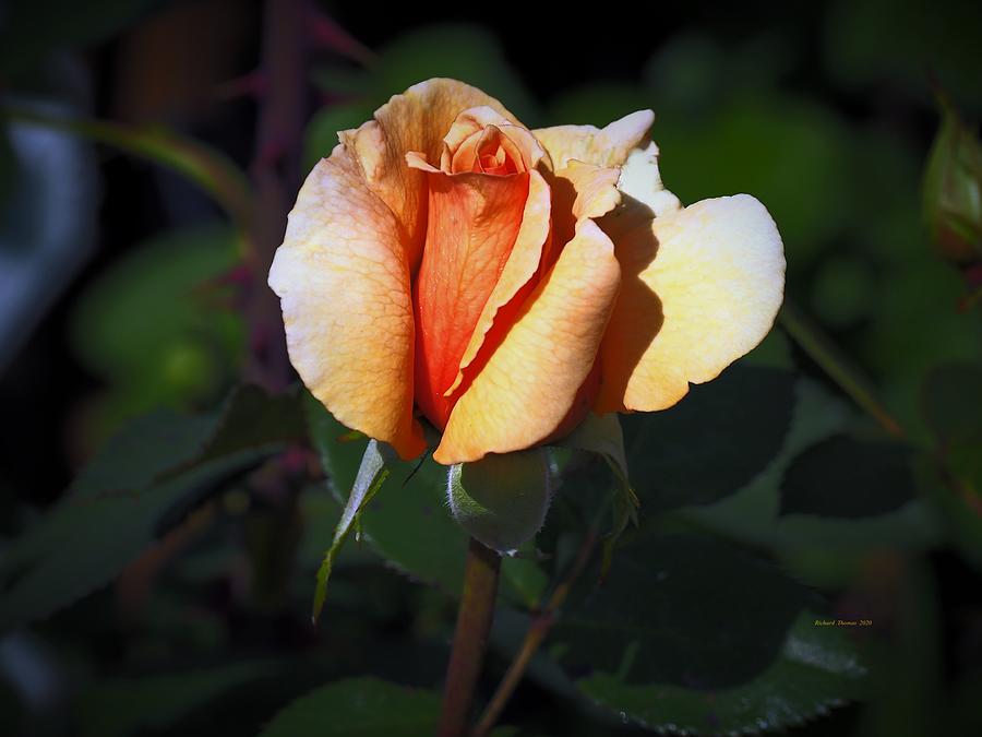 Spring Rose Photograph by Richard Thomas